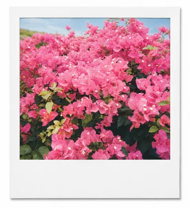 Shot on SX-70 3